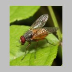 Phaonia rufiventris - Echte Fliege m02.jpg